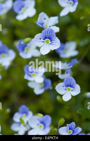 Véronique, Veronica filiformis mince Banque D'Images