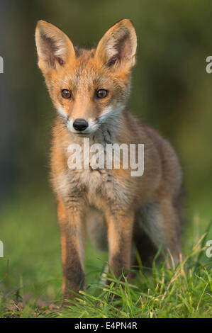 Red Fox pour mineurs, Vulpes vulpes, district de Vechta, Allemagne (Basse-Saxe), Allemagne Banque D'Images