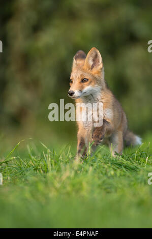 Red Fox pour mineurs, Vulpes vulpes, district de Vechta, Allemagne (Basse-Saxe), Allemagne Banque D'Images