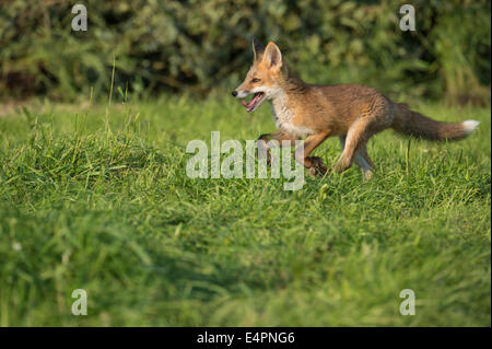 Red Fox pour mineurs, Vulpes vulpes, district de Vechta, Allemagne (Basse-Saxe), Allemagne Banque D'Images