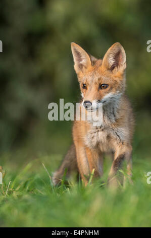 Red Fox pour mineurs, Vulpes vulpes, district de Vechta, Allemagne (Basse-Saxe), Allemagne Banque D'Images