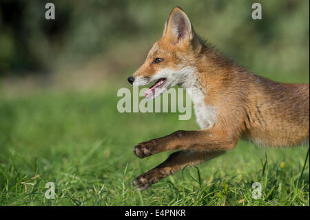 Red Fox pour mineurs, Vulpes vulpes, district de Vechta, Allemagne (Basse-Saxe), Allemagne Banque D'Images