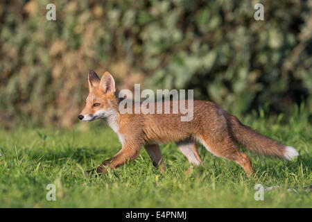 Red Fox pour mineurs, Vulpes vulpes, district de Vechta, Allemagne (Basse-Saxe), Allemagne Banque D'Images