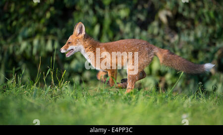 Red Fox pour mineurs, Vulpes vulpes, district de Vechta, Allemagne (Basse-Saxe), Allemagne Banque D'Images