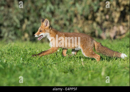 Red Fox pour mineurs, Vulpes vulpes, district de Vechta, Allemagne (Basse-Saxe), Allemagne Banque D'Images