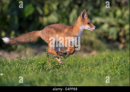 Red Fox pour mineurs, Vulpes vulpes, district de Vechta, Allemagne (Basse-Saxe), Allemagne Banque D'Images