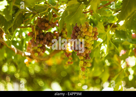 Les grandes grappes de raisins de maturation se suspendre à une vigne, chaud couleur de fond. Banque D'Images