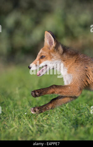 Red Fox pour mineurs, Vulpes vulpes, district de Vechta, Allemagne (Basse-Saxe), Allemagne Banque D'Images