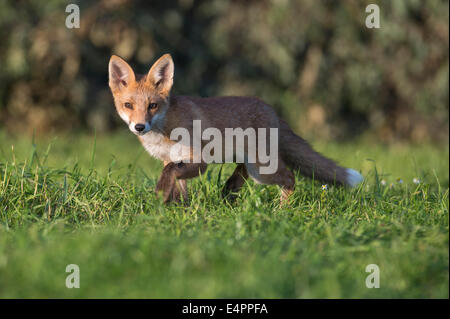 Red Fox pour mineurs, Vulpes vulpes, district de Vechta, Allemagne (Basse-Saxe), Allemagne Banque D'Images