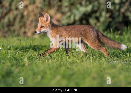 Red Fox pour mineurs, Vulpes vulpes, district de Vechta, Allemagne (Basse-Saxe), Allemagne Banque D'Images