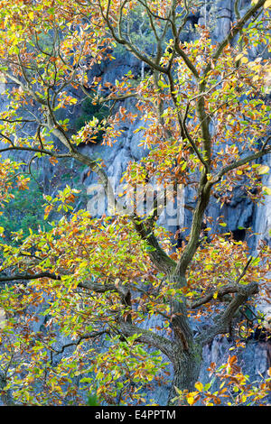 Vue depuis hexentanzplatz à vallée de Bode (bodetal), résine, résine, SAXE-ANHALT, Allemagne Banque D'Images