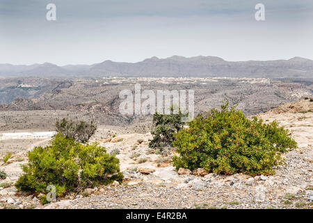 Droit de la montagne Jebel Akhdar en Oman Banque D'Images