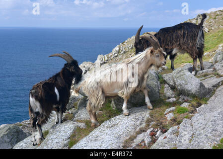 Feral - chèvre Capra hircus - Lundy. Banque D'Images