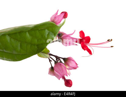 Clerodendrum thomsoniae flower isolated on white Banque D'Images