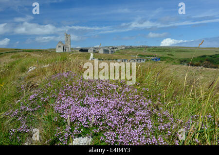 Le thym sauvage poussant sur l'île de Lundy, Devon - Thymus polytrichus Banque D'Images