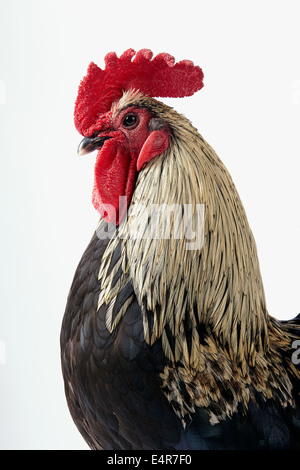 Coq Bantam Rhode Island Red Banque D'Images