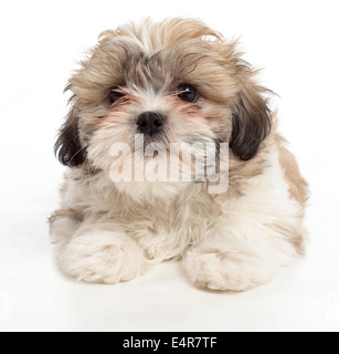 Shih Tzu chiot, 8 semaines Banque D'Images