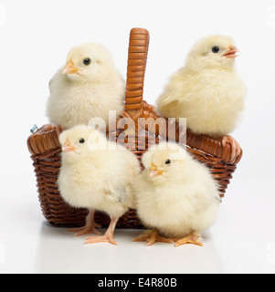 Quatre poussins jaune dans le panier, des poussins Sussex Banque D'Images