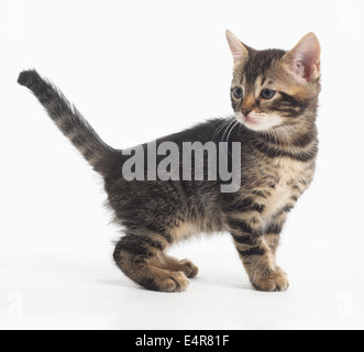 Bengale et British shorthair chatons cross, 5 semaines Banque D'Images