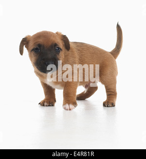 Jack Russell Terrier Lakeland cross, chiot, 5 semaines Banque D'Images