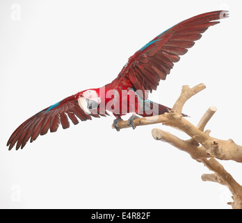 Ara à ailes vertes, rouges et vert Macaw (Ara chloropterus), Parrot Banque D'Images