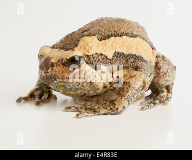 Baguées Bull Frog, Grenouille Chubby (Kaloula pulchra) Banque D'Images