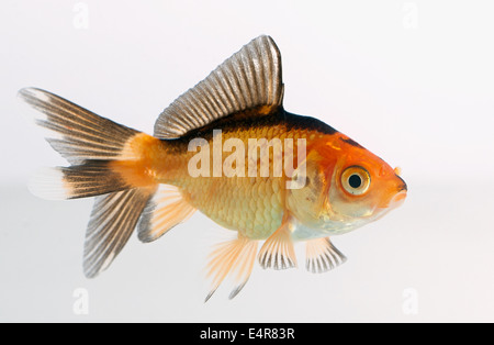 Le Poisson Rouge Banque D'Images