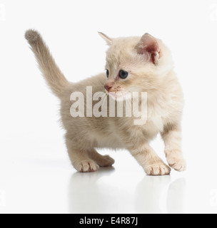 Chaton de race croisée birman Banque D'Images