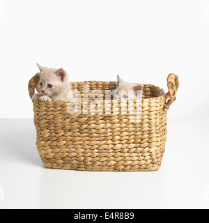 Croisez des chatons Birman Banque D'Images