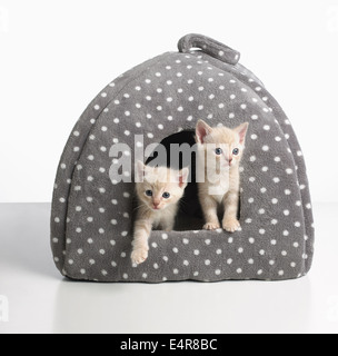 Croisez des chatons Birman Banque D'Images