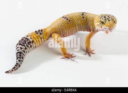 Le gecko léopard (Eublepharis macularius), 2 ans, homme Banque D'Images