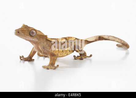 Crested Gecko (Correlophus rhachodactylus), coloration Arlequin Banque D'Images