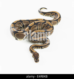 Python royal (Python regius), 3 ans, femme Banque D'Images