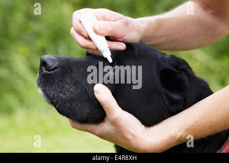 Vérifier la santé du chien : Labrador propriétaire Application Eye drops Banque D'Images