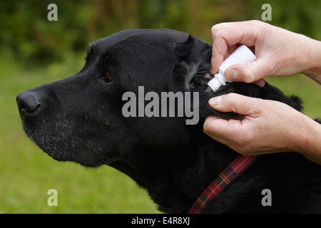 Vérifier la santé du chien : Propriétaire application Ear drops au Labrador Banque D'Images