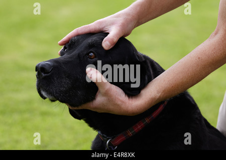 Vérifier la santé du chien : Propriétaire contrôle les yeux de Labrador Banque D'Images