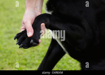 Vérifier la santé du chien : contrôle du propriétaire du Labrador patte avant Banque D'Images