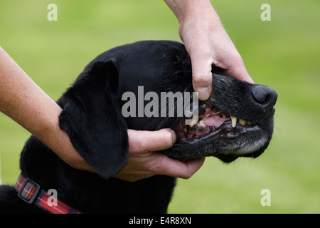 Vérifier la santé du chien : Propriétaire du Labrador contrôle dents et bouche Banque D'Images