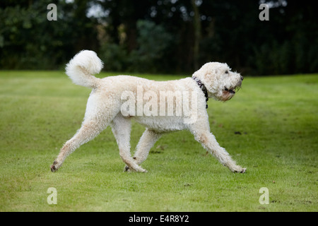 Labradoodle : playing in garden Banque D'Images