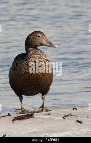 L'eider à duvet, femme, Eiderente, Eider-Ente, Weibchen, Somateria mollissima Banque D'Images