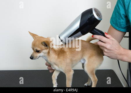 Chihuahua à sécher dans un salon de toilettage après bain Banque D'Images