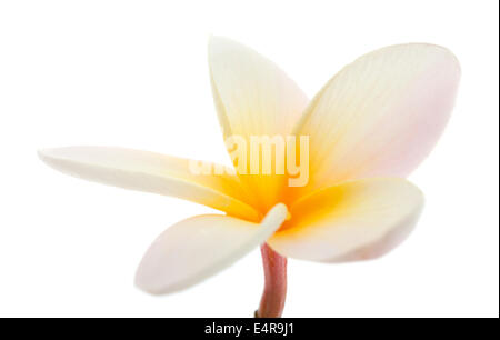Fleur de frangipanier isolated on white Banque D'Images
