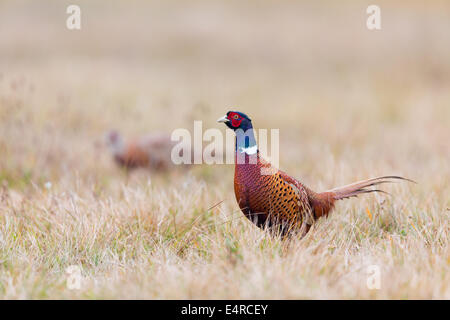 Fasan, Phasianus colchicus faisan commun, Banque D'Images