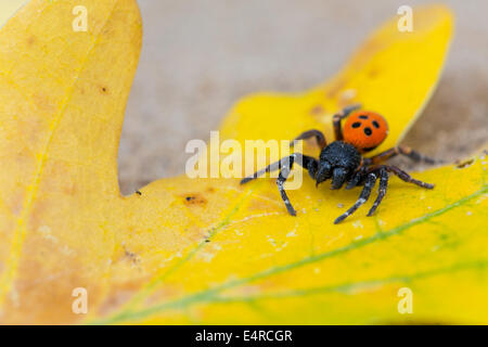 Eresus kollari, Röhrenspinne par cœur, Eresus cinnaberinus, Eresus niger, araignée Coccinelle Banque D'Images