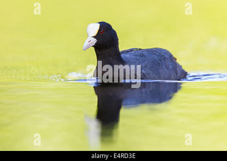 Foulque macroule, Fulica atra, Blaesshuhn Banque D'Images