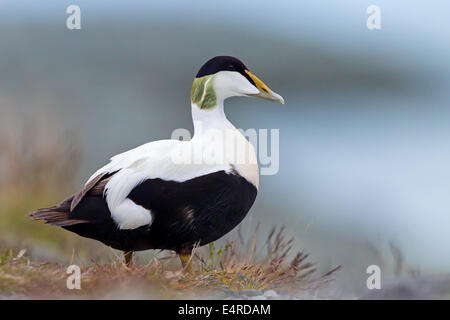 Eiderente, Eider à duvet, Eider à duvet, Somateria mollissima, Eider à duvet, Eider Común Banque D'Images