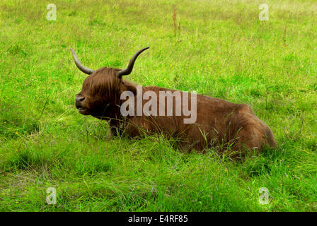 Scottish Highland cow se reposant dans le domaine Banque D'Images