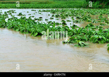 Yuqing, province du Guizhou en Chine. 16 juillet, 2014. Les feuilles de tabac de champs sont inondés de Songyan Township, comté de Yuqing, sud-ouest de la Chine dans la province du Guizhou, le 16 juillet 2014. De fortes pluies a frappé l'ensemble du pays au cours des derniers jours. De loin, aucune victime n'a été signalée. Crédit : Il Chunyu/Xinhua/Alamy Live News Banque D'Images