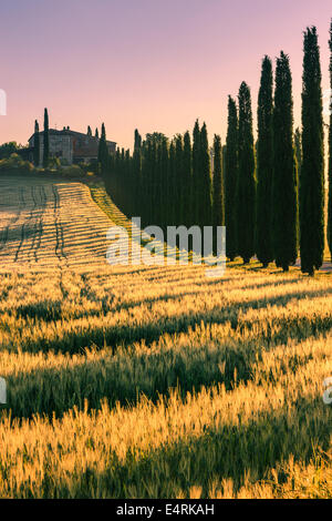 Au coeur de la Toscane, dans la campagne du Val d'Orcia, se trouve l'Agriturismo Poggio Covili Banque D'Images