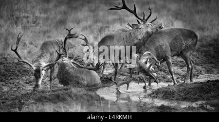 Un groupe de cerfs se vautre et bain dans une piscine d'eau boueuse. Image en noir et blanc, version couleur aussi sur Alamy. Compilation numérique. Banque D'Images